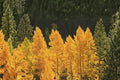 2 Quaking Aspen Tree Seedlings - Bare Root Populus tremuloides Starter Trees