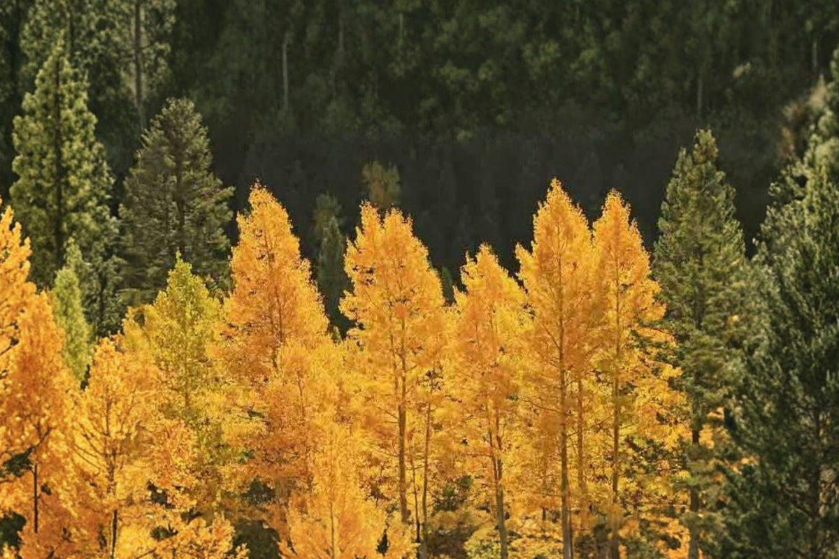 2 Quaking Aspen Tree Seedlings - Bare Root Populus tremuloides Starter Trees