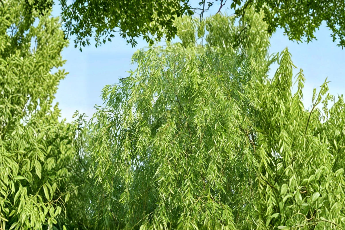 2 Golden Weeping Willow Trees - Live Plants Ready to Plant