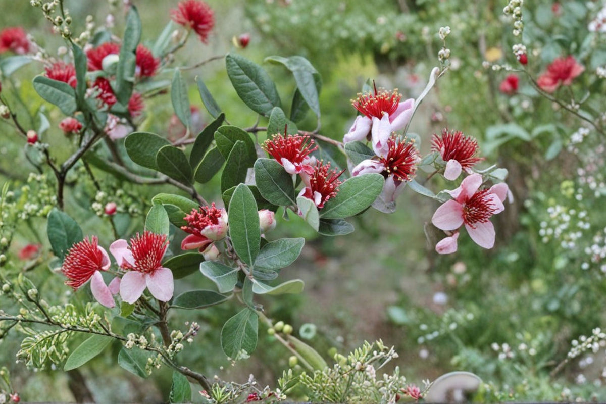 2 Pineapple Guava Live Plants (Feijoa Acca sellowiana) - Starter Fruit Tree Plants