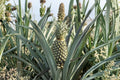 Florida Special Pineapple Live Plant, Ananas comosus Starter Plant, Tropical Fruit Plant, Edible Pineapple Garden Patio Container Plant