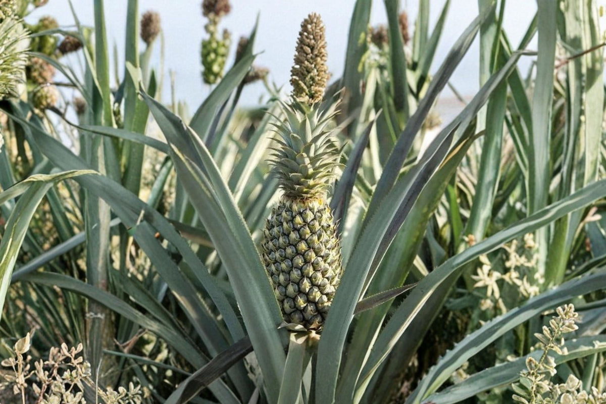 Florida Special Pineapple Live Plant, Ananas comosus Starter Plant, Tropical Fruit Plant, Edible Pineapple Garden Patio Container Plant