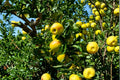 Golden Delicious Apple Tree Live Plant, Grafted Fruit Tree in 3 Gallon Pot, Malus domestica, Sweet Yellow Apple Backyard Orchard Tree