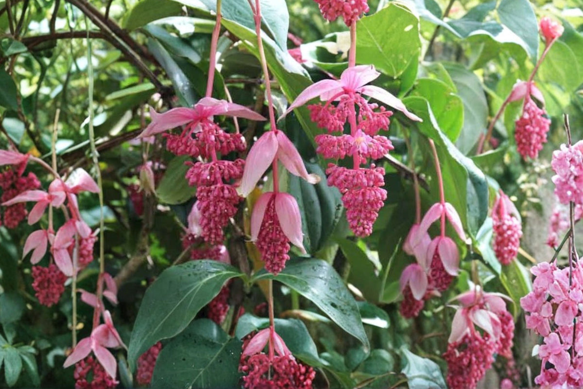 Medinilla Magnifica Live Starter Plant, Rose Grape Royal Chandelier, Rare Tropical Flowering Houseplant, Well Rooted Collector Plant