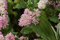 Medinilla myriantha Live Plant, Malaysian Orchid, Malaysian Grapes Tropical Flowering Plant, Rare Pink Flower Collector Houseplant