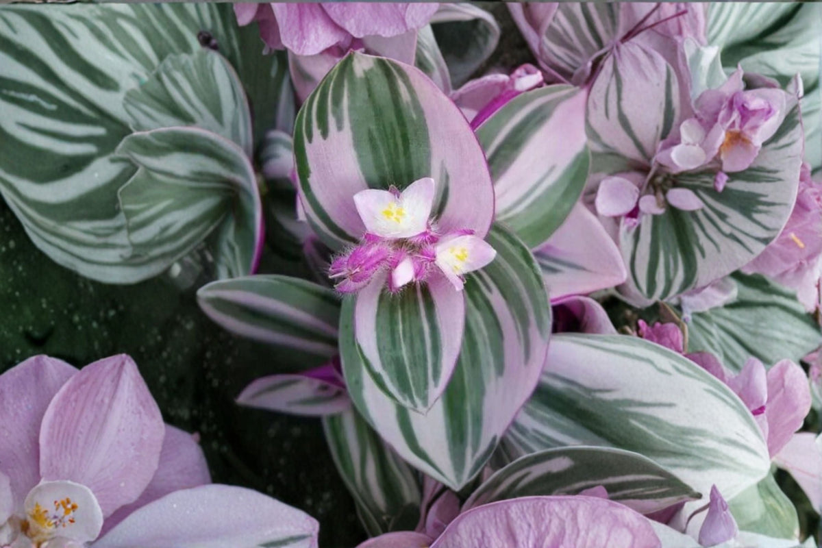 Tradescantia Nanouk Live Plant, 6-12 Inch Rooted Plant, Pink Purple Green Variegated Houseplant, Colorful Trailing Indoor Plant