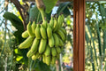 Manzano Apple Banana Live Plant, Musa Banana Tree, Sweet Tropical Fruit Plant, Apple Banana Starter, Patio Container Edible Garden Plant