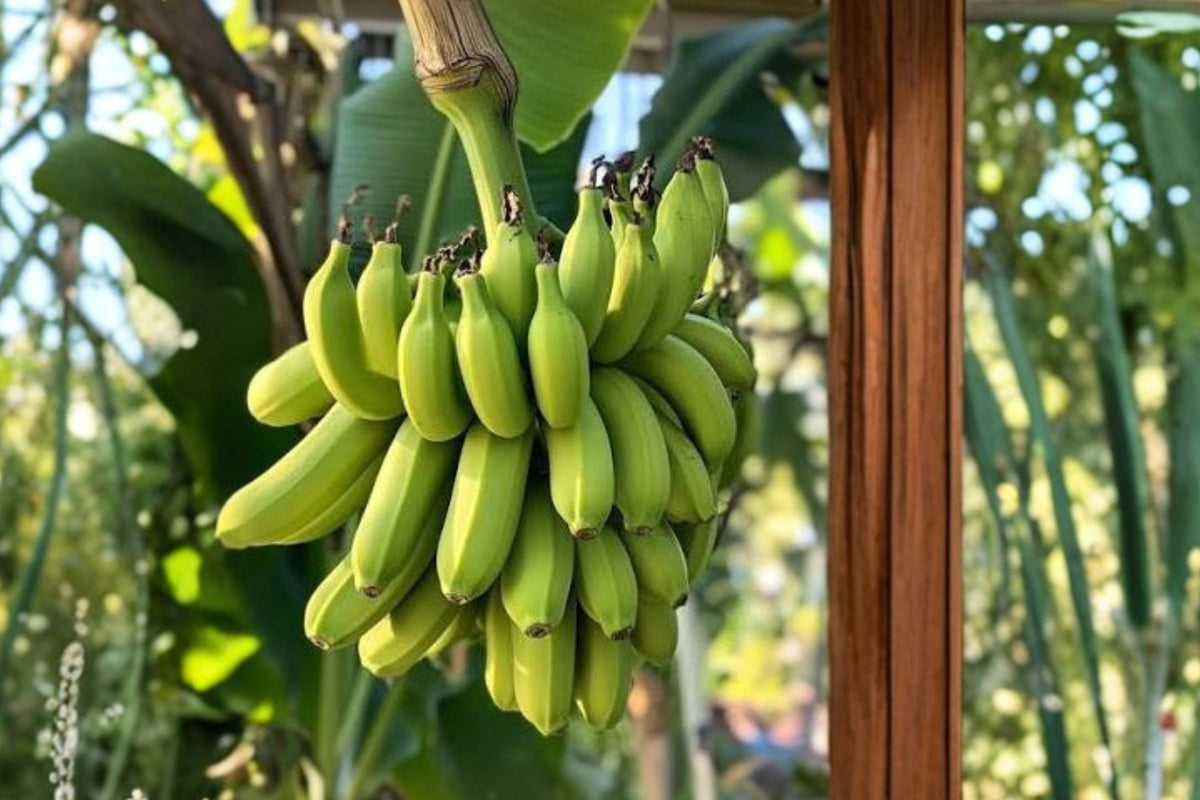 Manzano Apple Banana Live Plant, Musa Banana Tree, Sweet Tropical Fruit Plant, Apple Banana Starter, Patio Container Edible Garden Plant