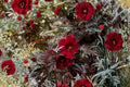 2 Cranberry Hibiscus Live Plants, 4-6 Inch Tall, Hibiscus acetosella, Red Burgundy Foliage Plant, Tropical Hibiscus, Ships No Pot