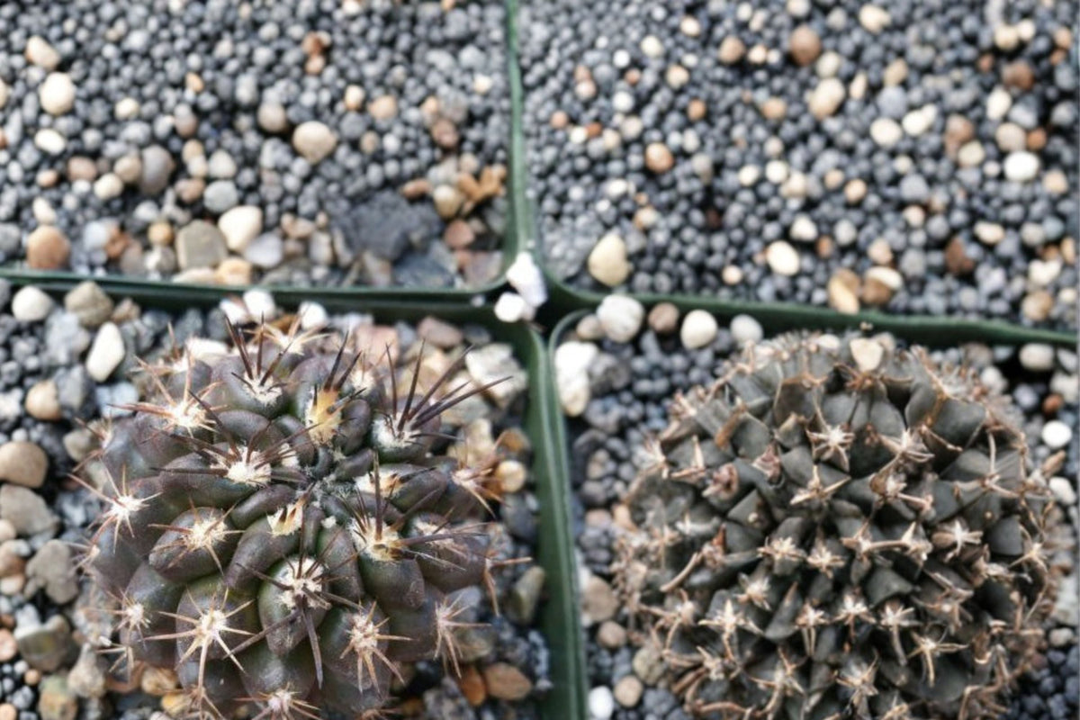 Black Cactus Live Plant, Neochilenia huascensis, 4 Inch Pot, Rare Dark Cactus, Collector Succulent, Desert Houseplant