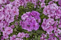Lavender Ivy Geranium Live Cuttings, 3 Pelargonium peltatum 6 Inch Cuttings, Trailing Geranium Plant, Lavender Flower Hanging Basket