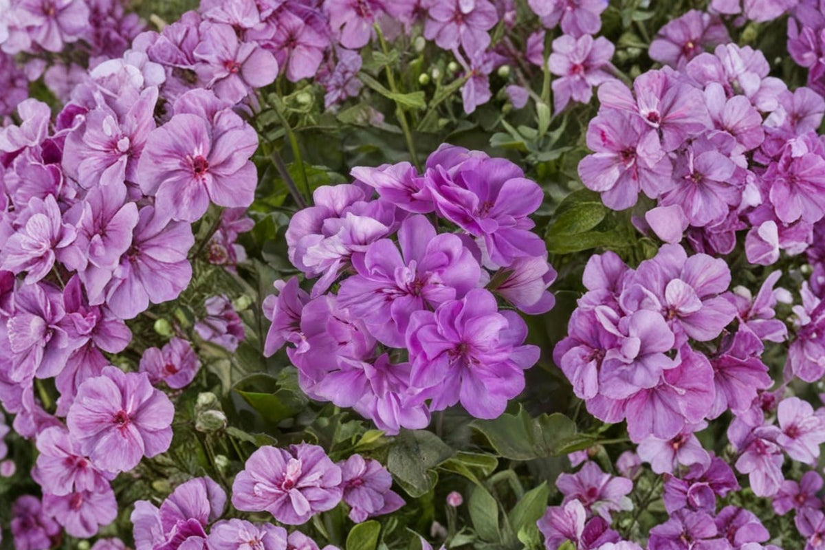 Lavender Ivy Geranium Live Cuttings, 3 Pelargonium peltatum 6 Inch Cuttings, Trailing Geranium Plant, Lavender Flower Hanging Basket