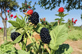 2 Blackberry Live Plants, 3 Inch Pots, Sweet Blackberry Fruit Starter Plants, Edible Berry Bushes, Backyard Garden Fruit Plants