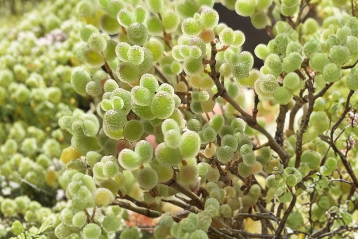Drosanthemum Globosum Live Succulent Plant, 5 Inch Rare Succulent, Ice Plant, Unusual Collector Plant, Drought Tolerant Garden Succulent
