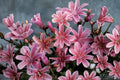Lewisia Rainbow Mix Live Starter Plant - Hardy Flowering Succulent