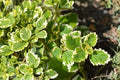 4 Swedish Ivy Live Rooted Plants - Creeping Charlie Plectranthus Trailing Houseplant Starts
