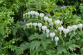 White Bleeding Heart Dicentra spectabilis Alba - Live Plant in Pot