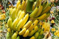 Dwarf Cavendish Banana Live Plant - Musa Banana Starter Plant