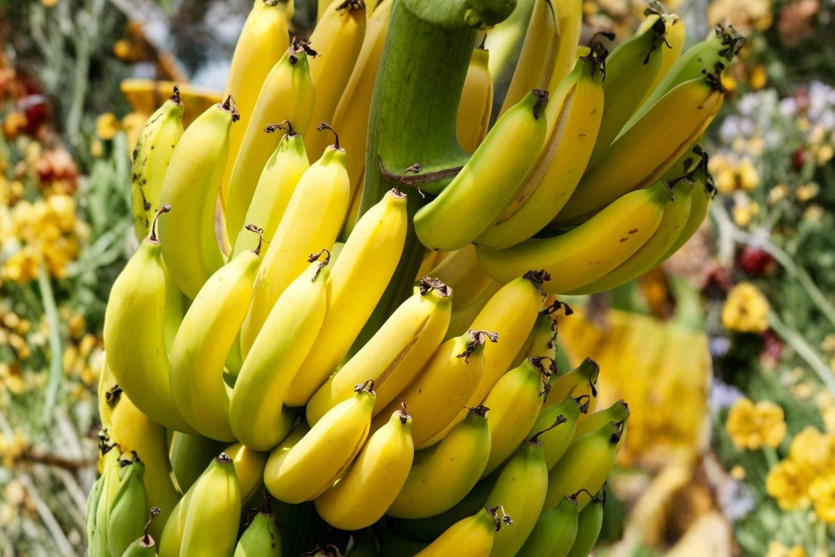 Dwarf Cavendish Banana Live Plant - Musa Banana Starter Plant