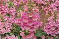 Camelot Pink Foxglove Live Plant (Digitalis purpurea) - 2–5 in Tall, 3 in Pot