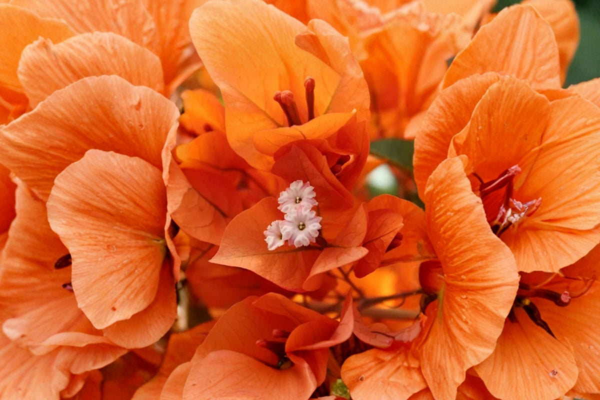 Bougainvillea - 3 Flame Live Plants, 4-6" Tall, No Pot | Tropical Flowering Vines