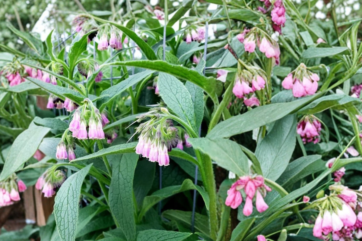 Bocking-14 Comfrey Live Rooted Plant – Symphytum × uplandicum Starter Perennial