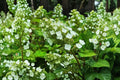 Pee Wee Oakleaf Hydrangea Live Plant - 1 Pint Pot, Hydrangea quercifolia, Dwarf Shrub, White Flowers