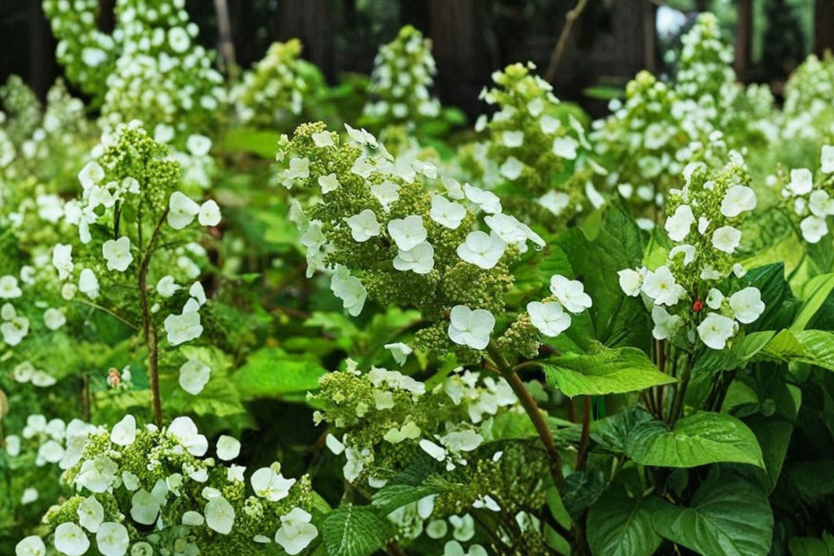 Pee Wee Oakleaf Hydrangea Live Plant - 1 Pint Pot, Hydrangea quercifolia, Dwarf Shrub, White Flowers