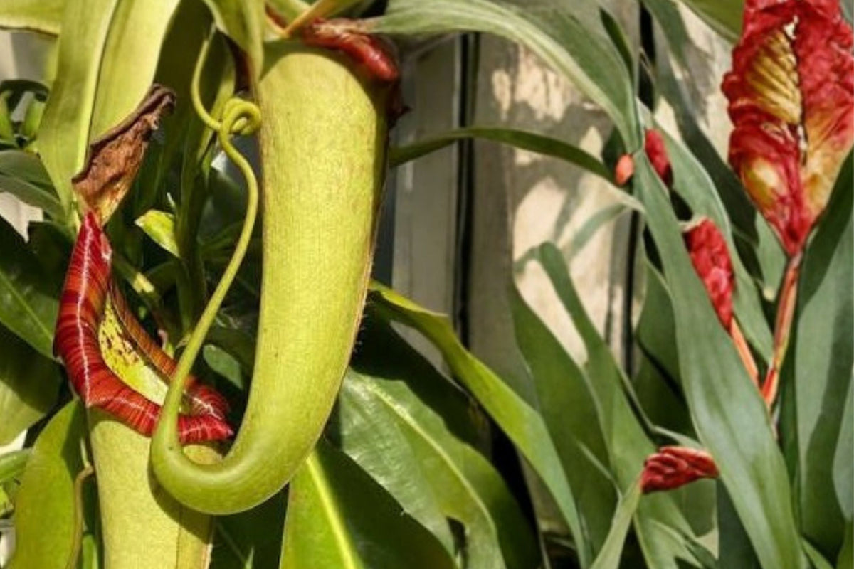 Nepenthes Miranda Live Plant - 2 Inch Pot Carnivorous Pitcher Plant Starter