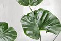 Alocasia Stingray Live Plant | Stingray Elephant Ear Aroid Houseplant