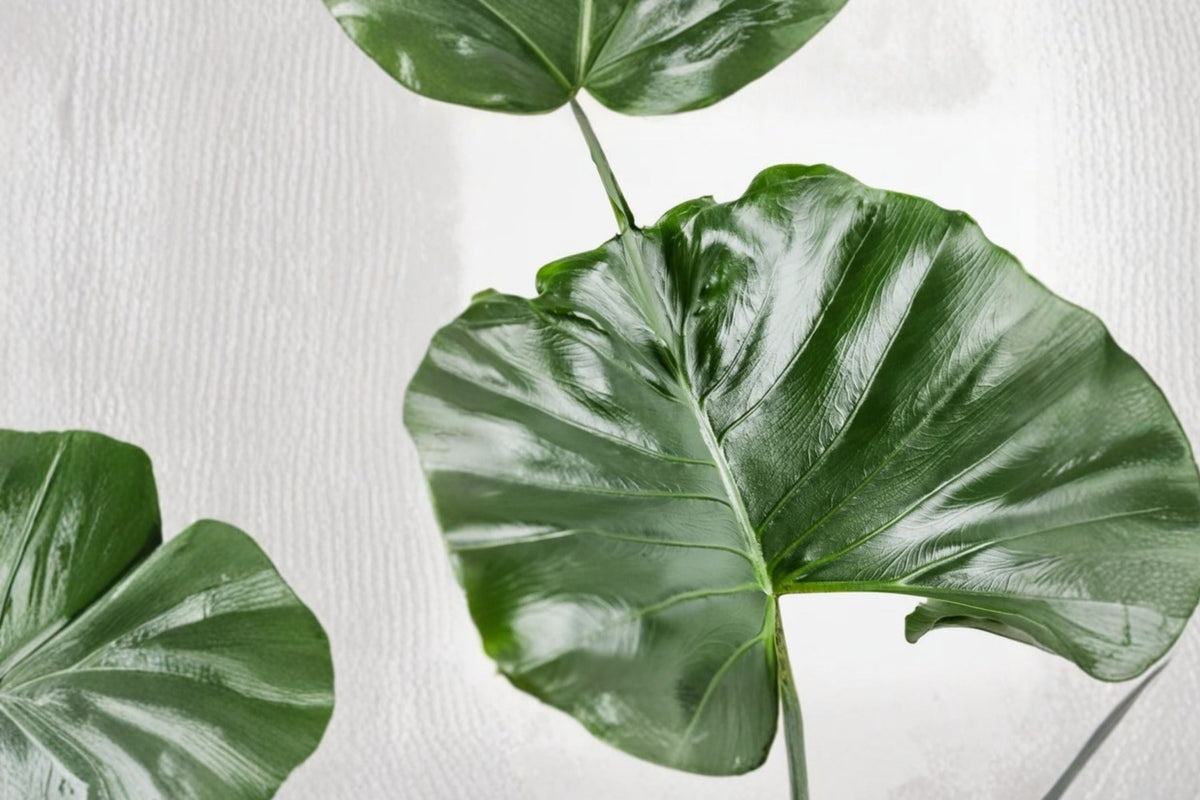 Alocasia Stingray Live Plant | Stingray Elephant Ear Aroid Houseplant