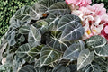 Black Velvet Alocasia Live Plant (Alocasia reginula) 4–7 Inch Tall