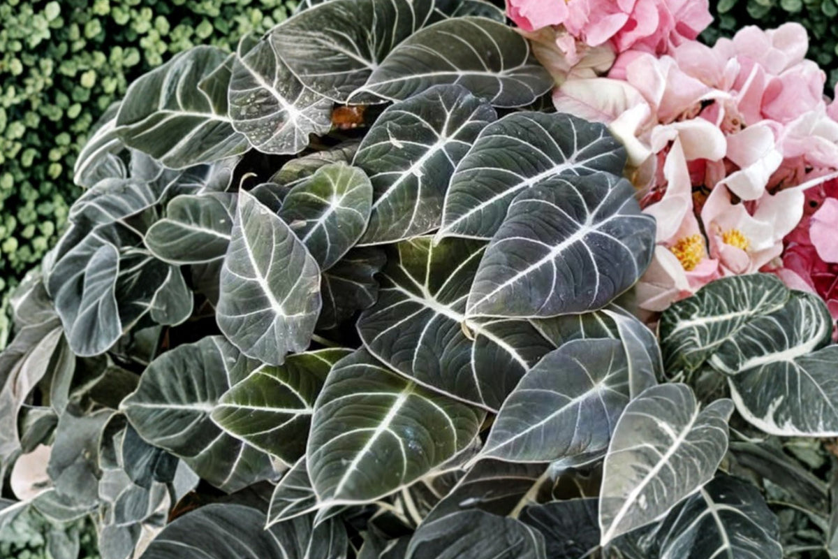 Black Velvet Alocasia Live Plant (Alocasia reginula) 4–7 Inch Tall