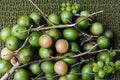 Spanish Lime Live Tree (Quenepa Genip Mamoncillo) - Melicoccus bijugatus, 4–5 Inch Starter