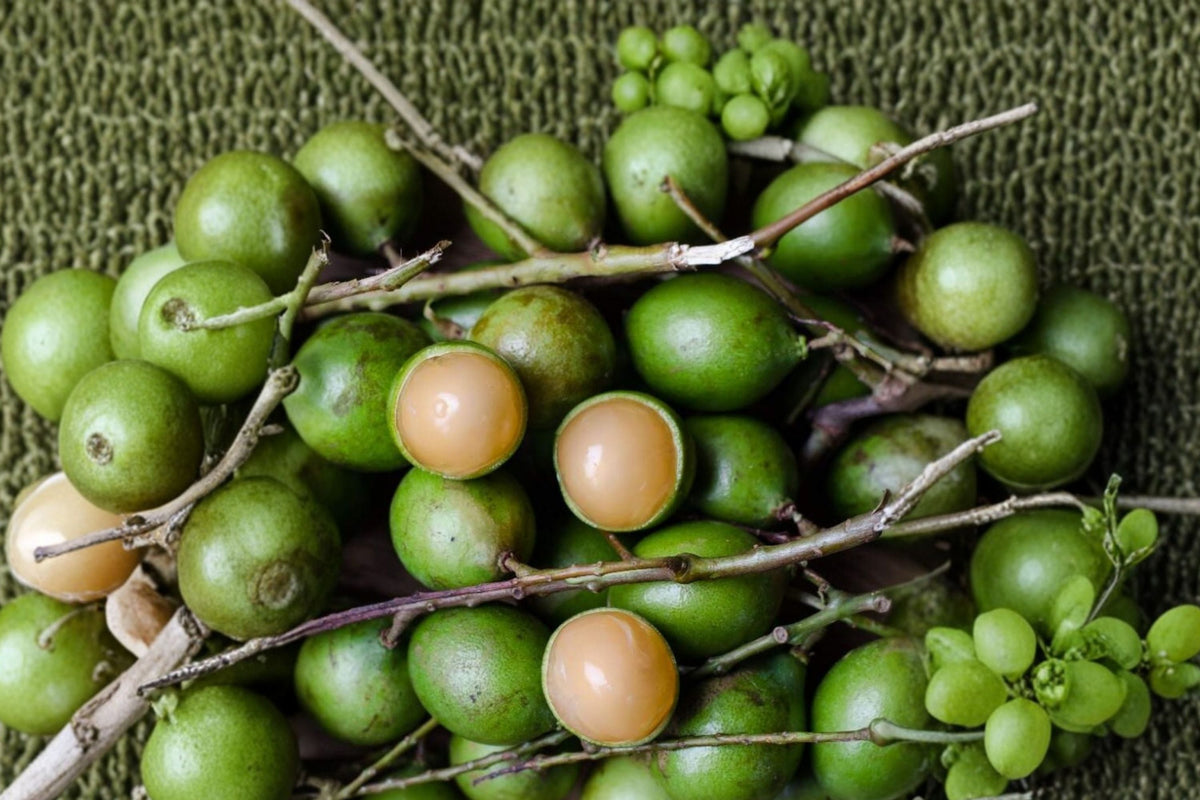 Spanish Lime Live Tree (Quenepa Genip Mamoncillo) - Melicoccus bijugatus, 4–5 Inch Starter