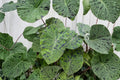 Mojito Colocasia Live Plant - 6–10 Inch Tall, 3-Inch Pot | Variegated Elephant Ear