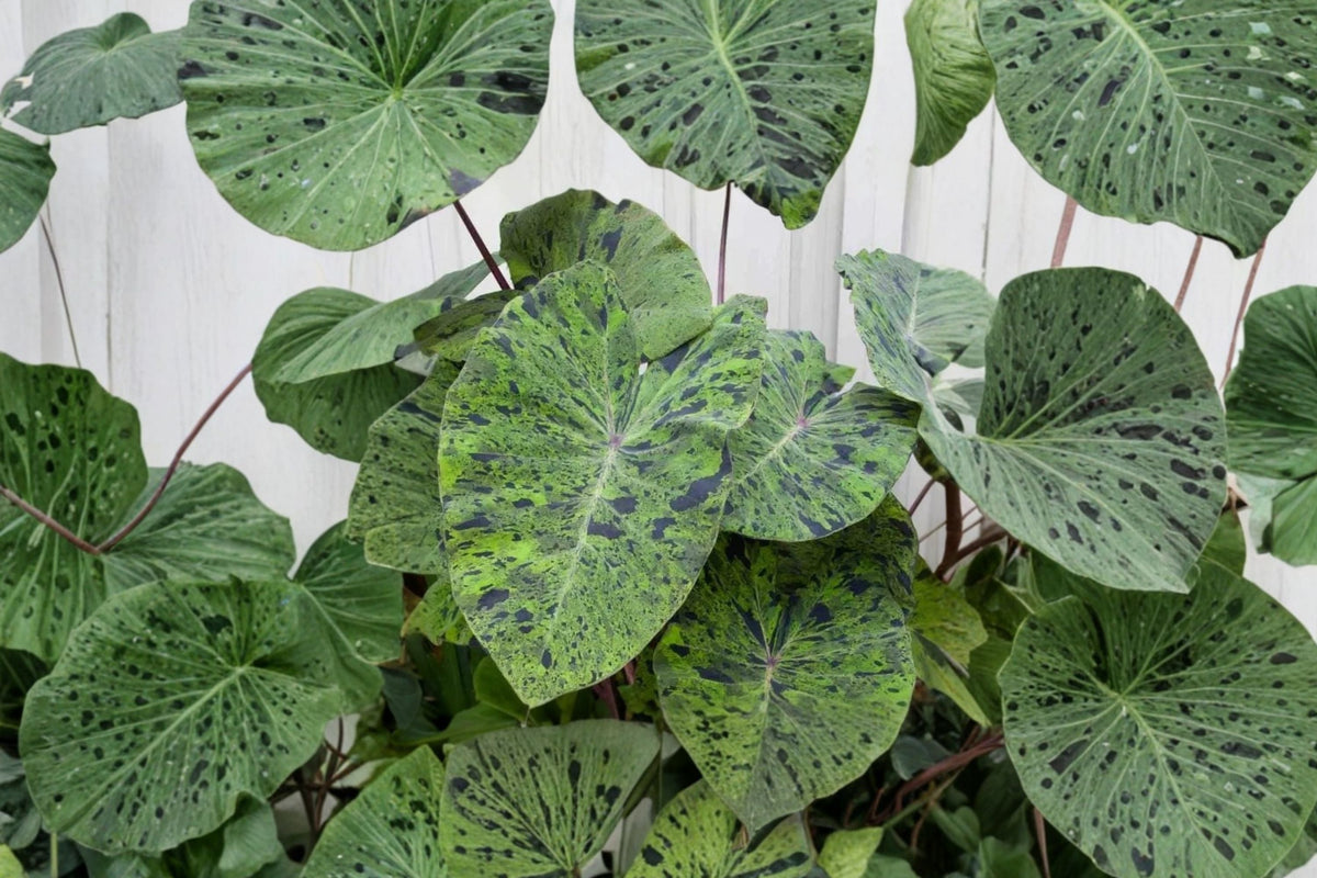 Mojito Colocasia Live Plant - 6–10 Inch Tall, 3-Inch Pot | Variegated Elephant Ear