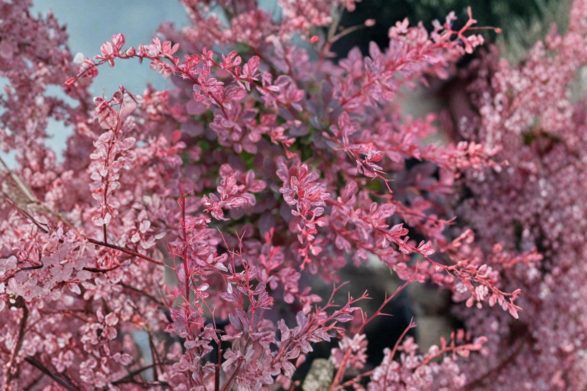 Rose Glow Japanese Barberry - Berberis thunbergii Rose Glow (1 Quart) Live Plant