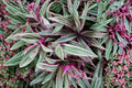 Tricolor Rhoeo Tradescantia spathacea Variegated (Moses in the Cradle) - 3 Inch Pot