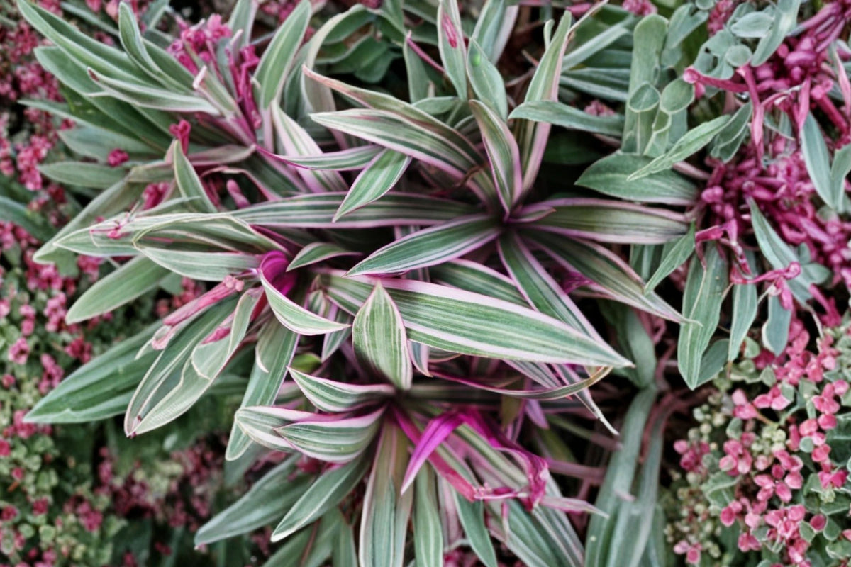 Tricolor Rhoeo Tradescantia spathacea Variegated (Moses in the Cradle) - 3 Inch Pot