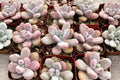 Pink Moonstone Succulent Live Plant - Pachyphytum oviferum, 4-Inch Pot