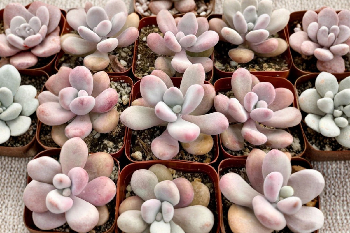Pink Moonstone Succulent Live Plant - Pachyphytum oviferum, 4-Inch Pot