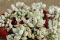 Cotyledon Pendens Live Succulent - 1 Plant, 2-Inch Pot