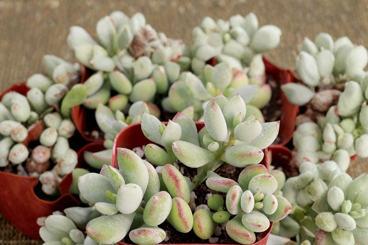 Cotyledon Pendens Live Succulent - 1 Plant, 2-Inch Pot