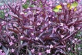 Purple Heart Tradescantia Pallida - 2 Live Plants 4–6" Tall (No Pot) - Purple Queen Trailing Foliage