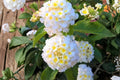 Trailing White Lantana Live Plant - 4 Inch Starter, No Pot