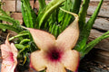Stapelia gigantea - Live Rooted Plant, Giant Starfish Flower, Carrion Flower Succulent