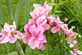 Lavender Pink Pepper Scented Geranium Cuttings (4 Pack) - 6 Inch Pelargonium Live Plant Cuttings