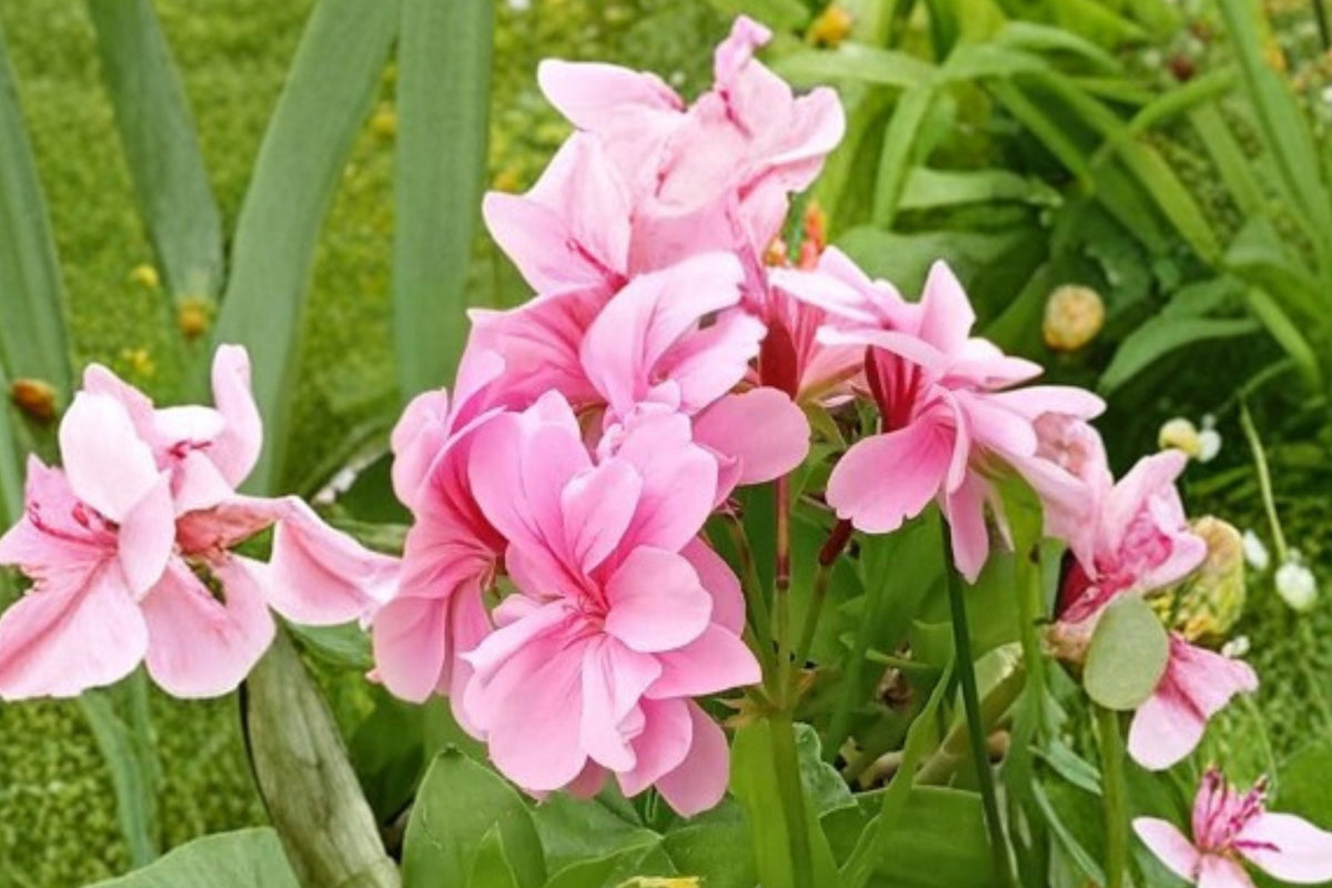 Lavender Pink Pepper Scented Geranium Cuttings (4 Pack) - 6 Inch Pelargonium Live Plant Cuttings