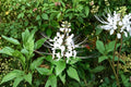 Orthosiphon aristatus (White Cat Whiskers) Starter Plants – 4–6 inch, 2 Live Plants